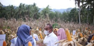 Gubsu dan Wabup Madina Panen Jagung di Desa Beringin Jaya