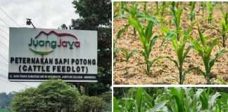 Petani Jagung Kecamatan Sidomulyo Manfaatkan Limbah Kotoran Sapi PT. JJAA Sebagai Pupuk Dasar Untuk Kesuburan Tanah